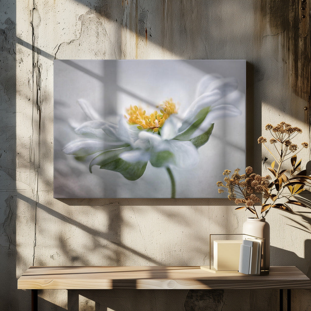 Anemone | Canvas