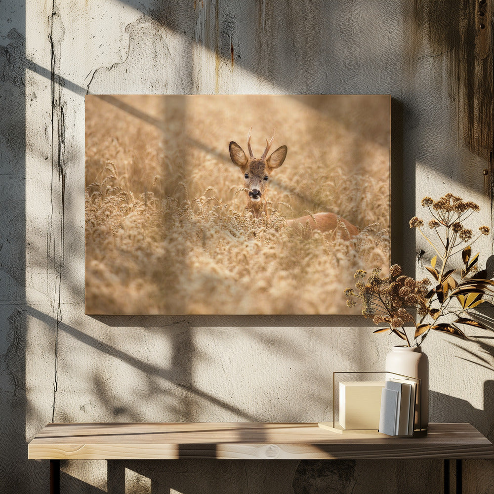 Deer in the field | Canvas