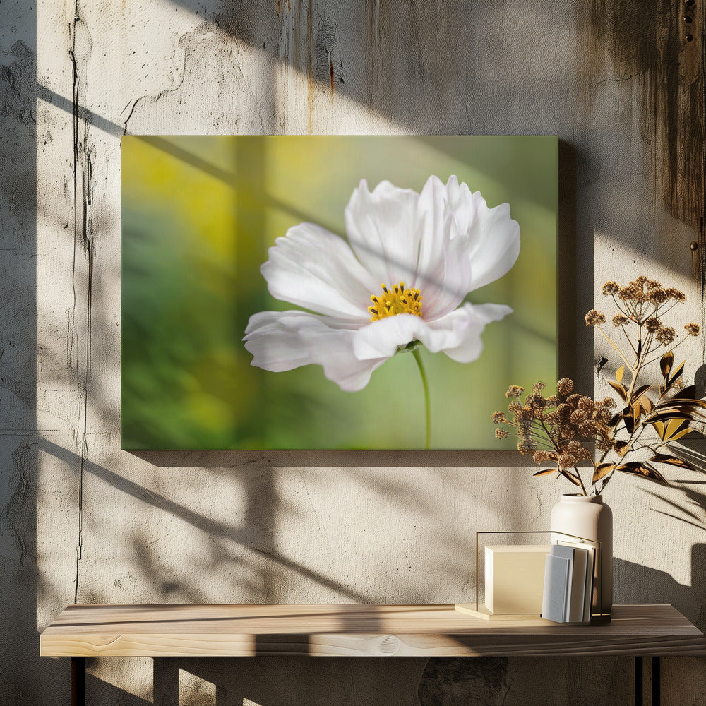 Cosmos | Canvas