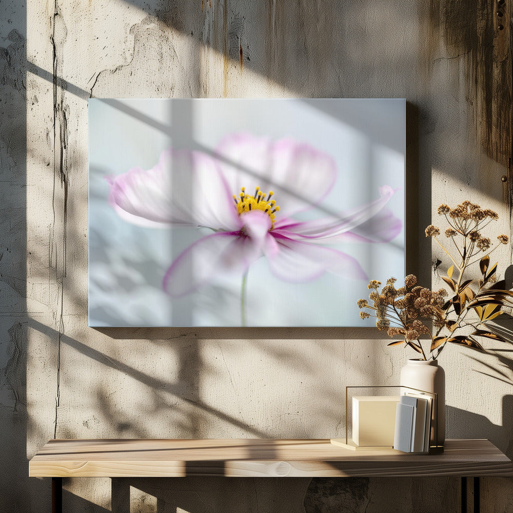 Cosmos | Canvas