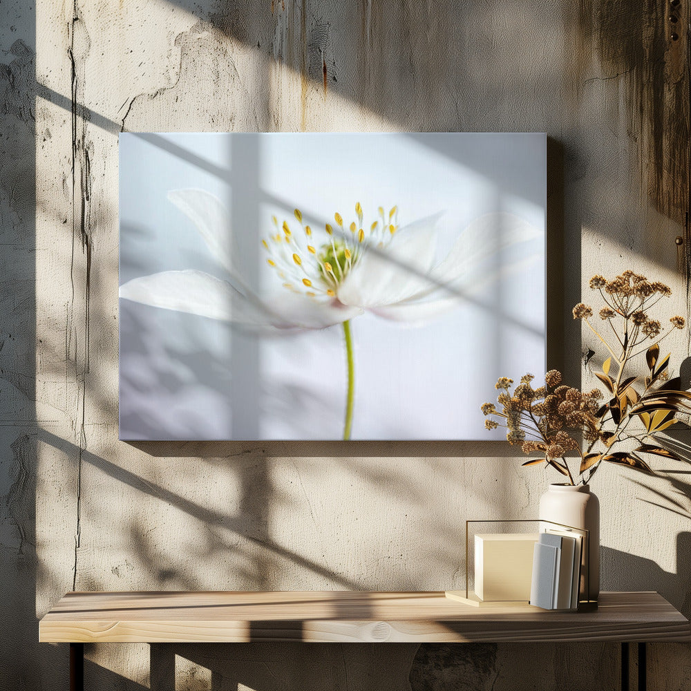 nemorosa | Canvas