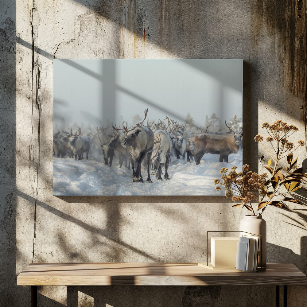 Reindeers | Canvas