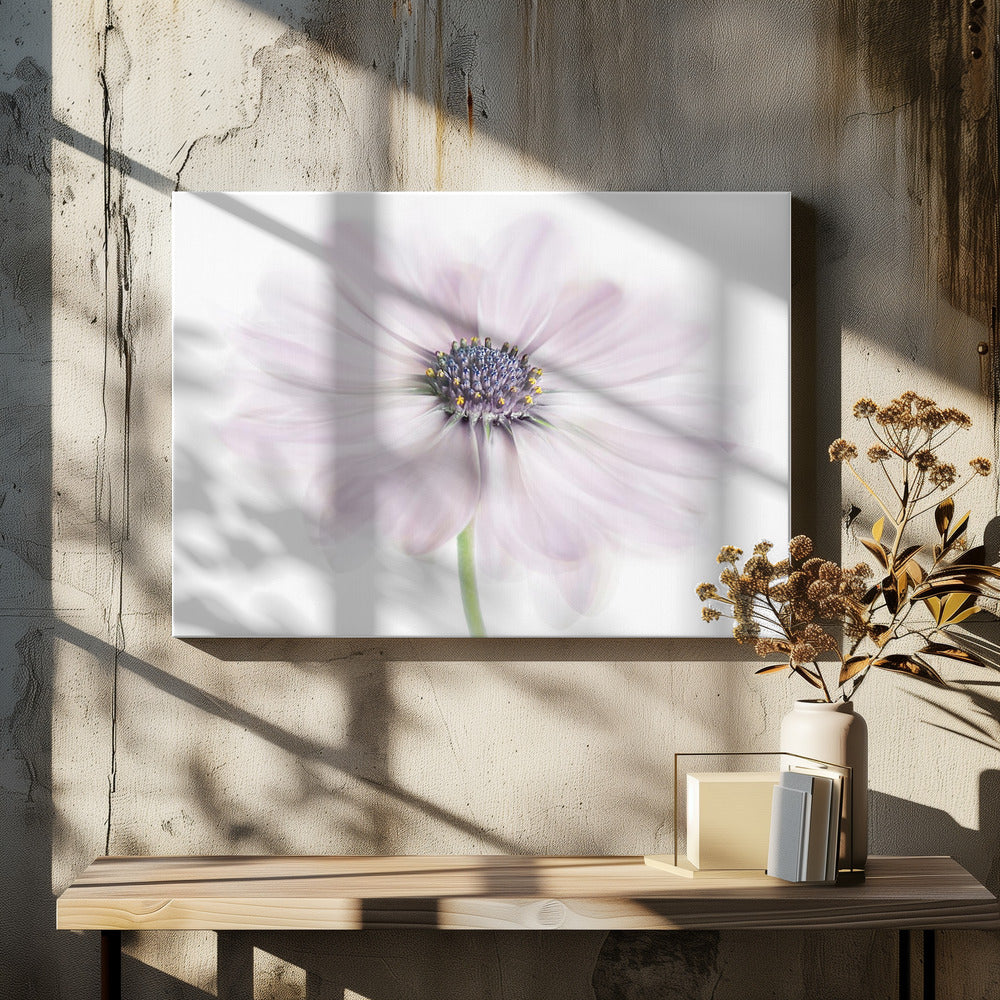 Kaapse Madelief | Canvas