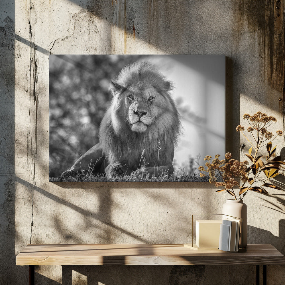 Monochromatische leeuwenkoning | Canvas