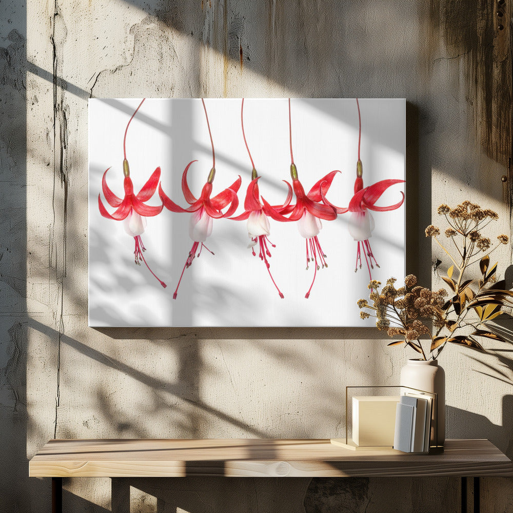 Fuchsia | Canvas
