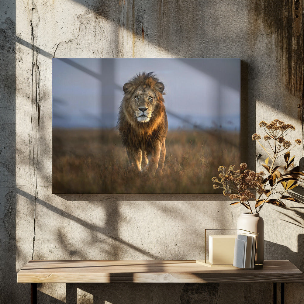 Leeuw van dichtbij | Canvas
