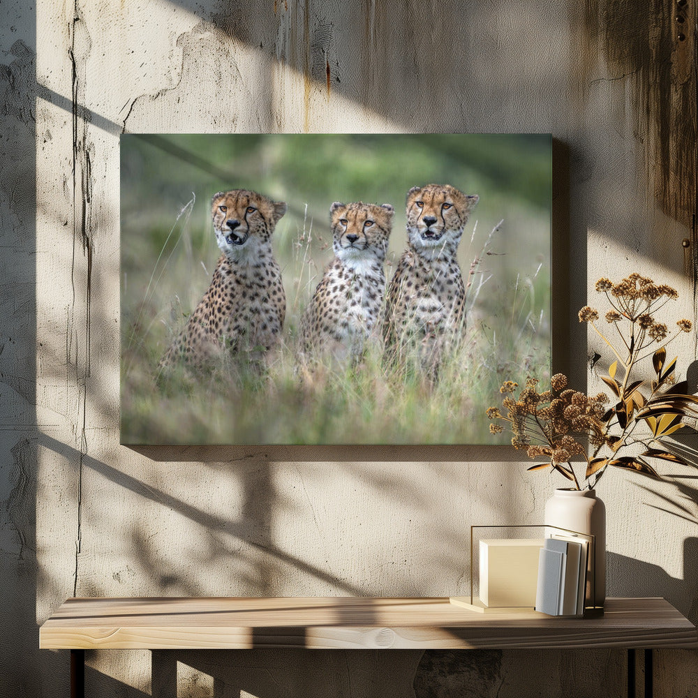 Cheetawelpen | Canvas