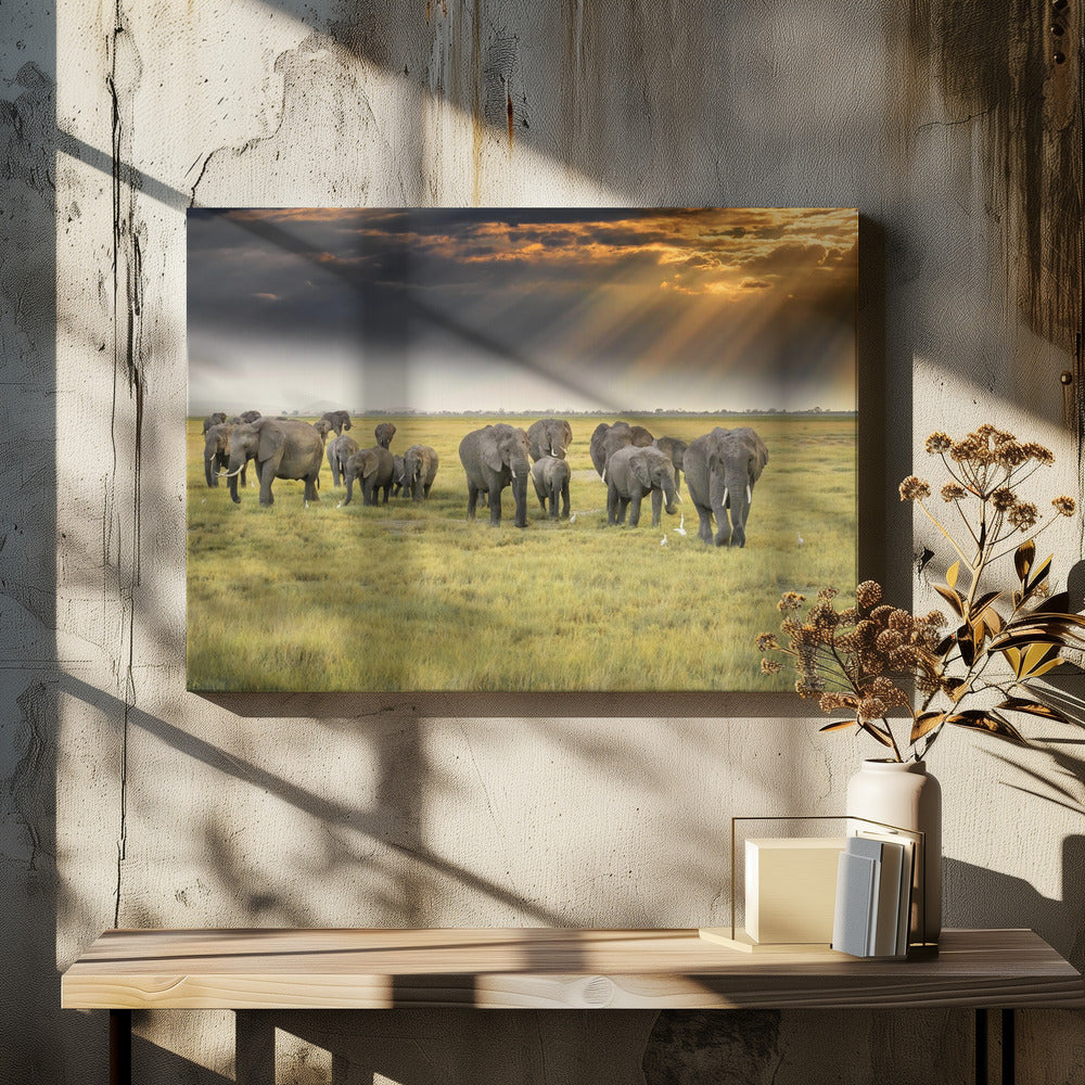 Uit liefde voor olifanten | Canvas