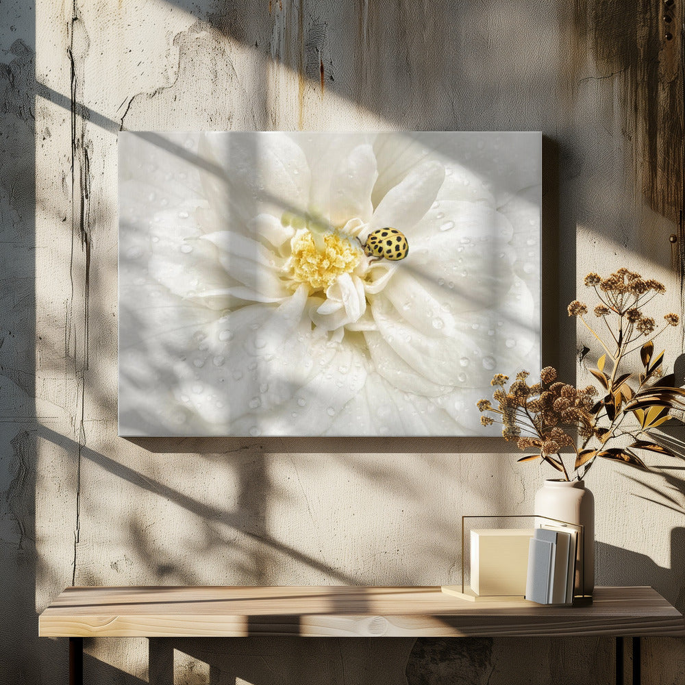 Dauwdruppels zijn de pareltjes van de ochtend | Canvas