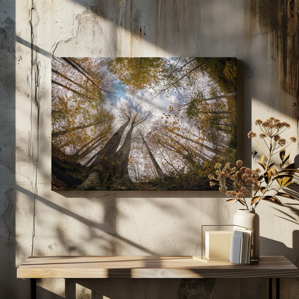 Bos | Canvas