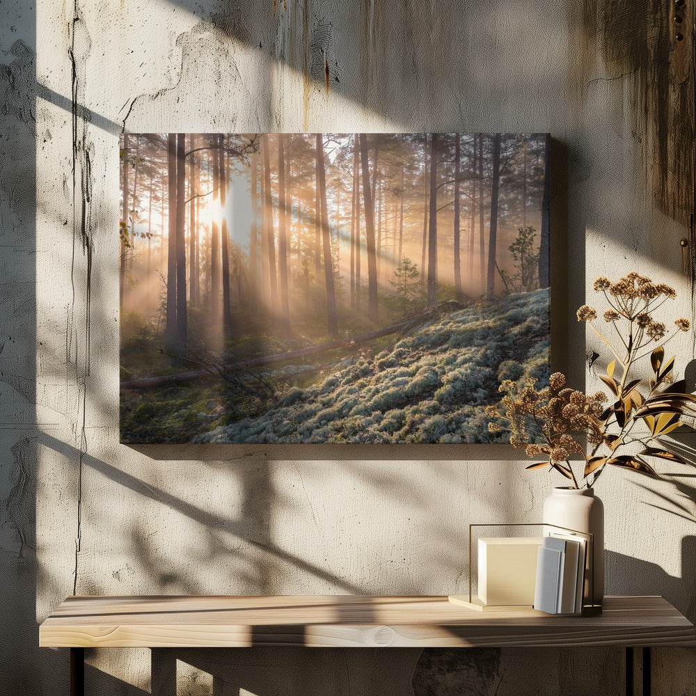Mist in het bos met wit mos op de voorgrond | Canvas