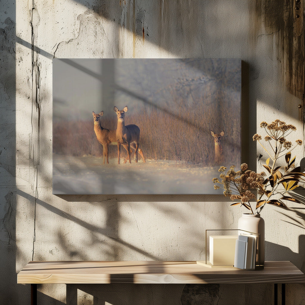 Three Deer | Canvas