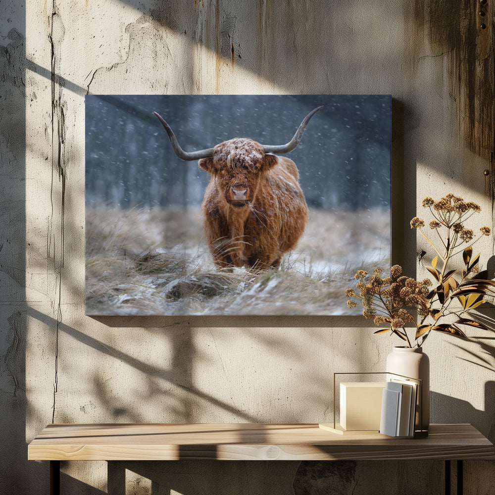Snowy Highland cow | Canvas