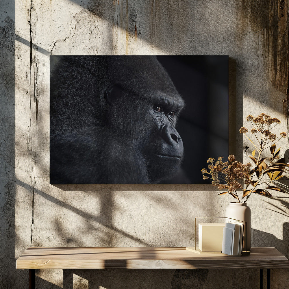 gorilla gaze | Canvas