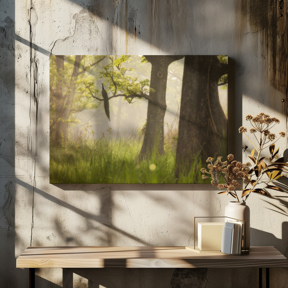 Pauw | Canvas