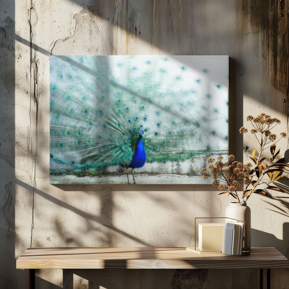 Pauw | Canvas