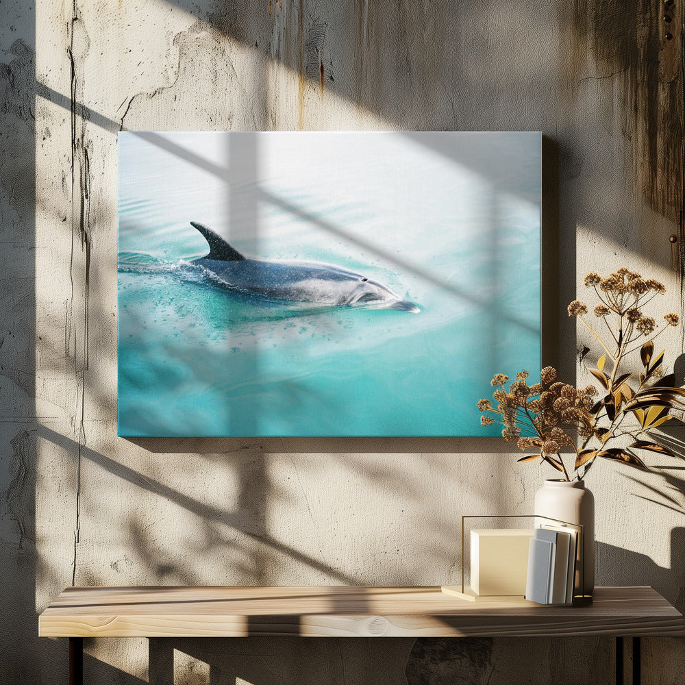 Dolfijn NZ Noord | Canvas