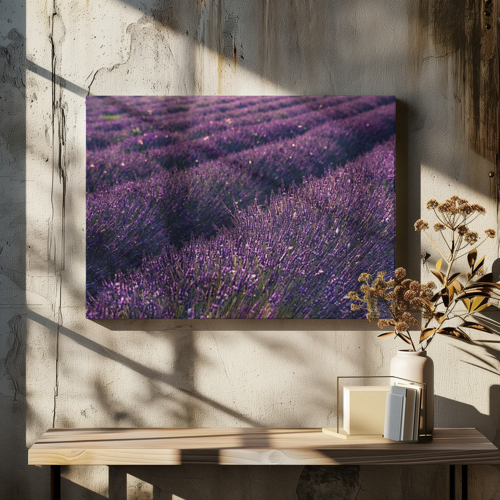 Provence Lavendel | Canvas