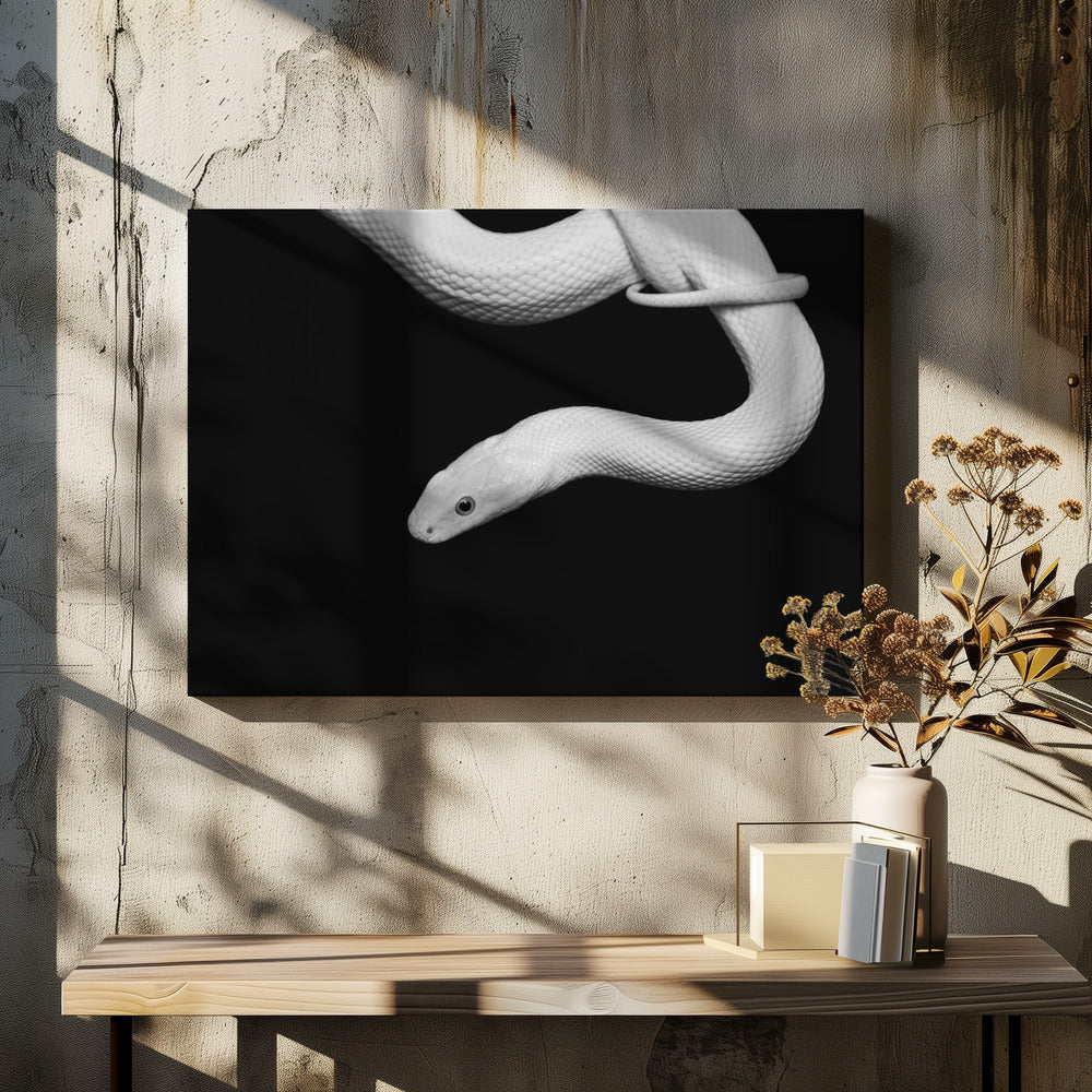 Slang Blanc | Canvas