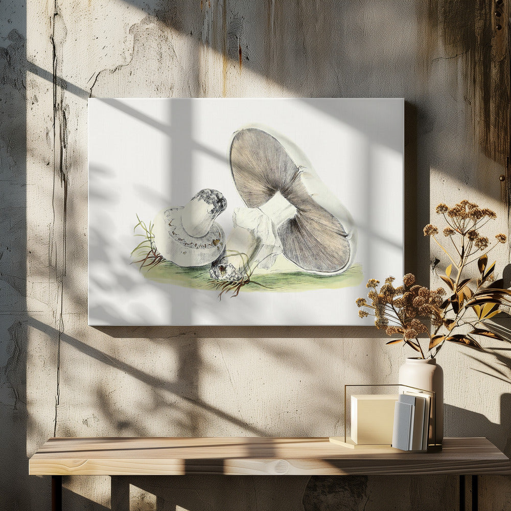 Handgetekende paardenpaddestoel | Canvas