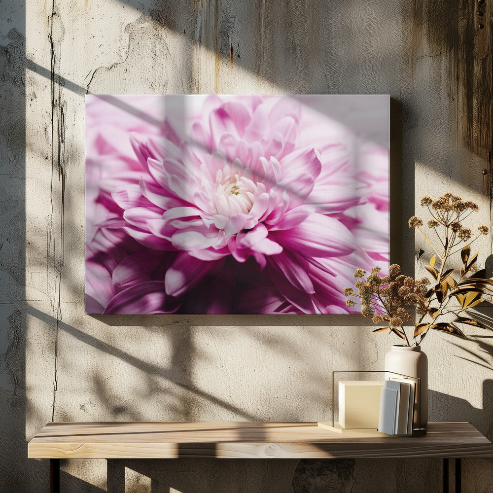 pink Chrysanthemum Blossom | Canvas
