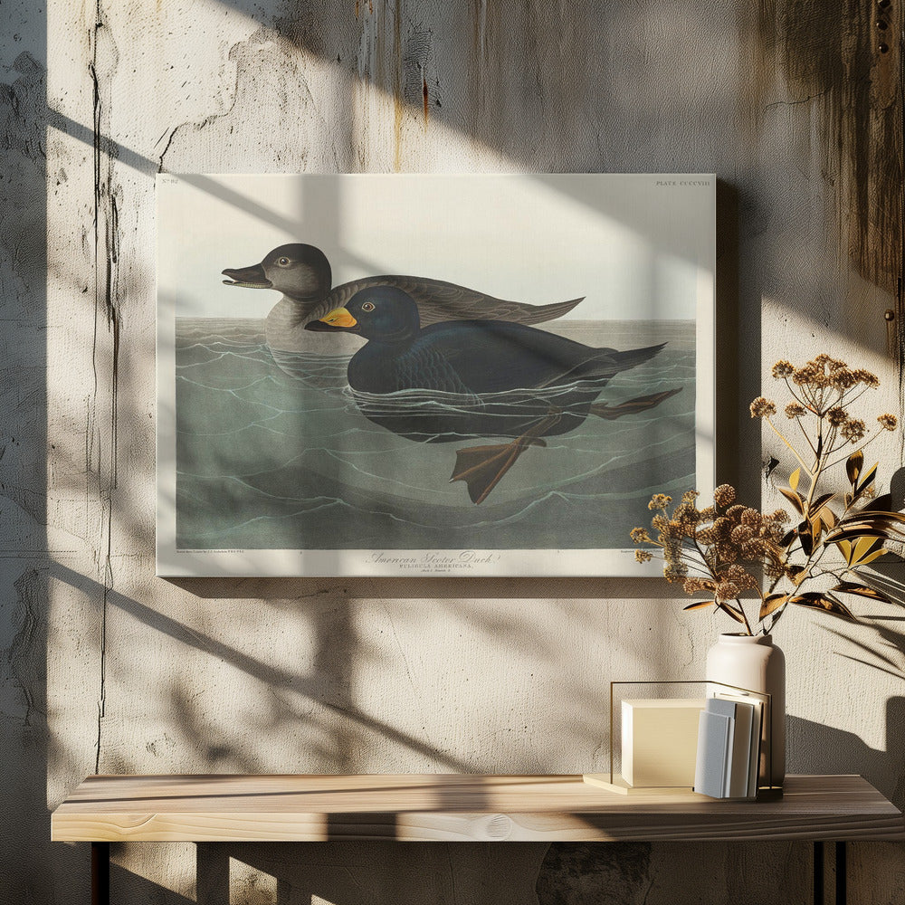 Amerikaanse zee-eend uit Birds of America (1827) | Canvas