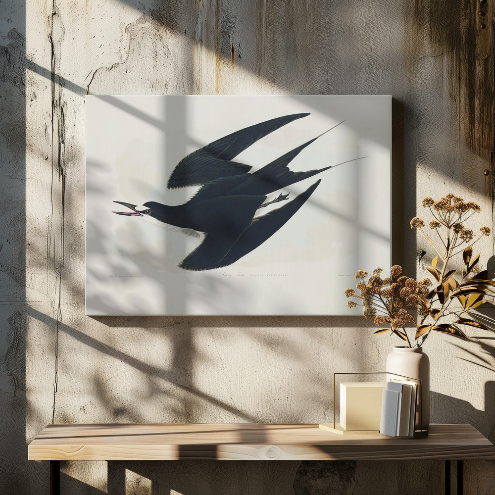 Bonte stern uit Birds of America (1827) | Canvas