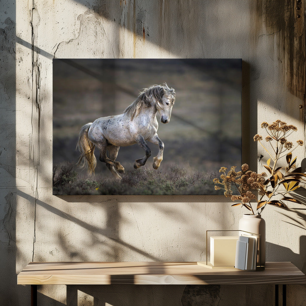 Mustang, wild paard / Equus ferus caballus | Canvas