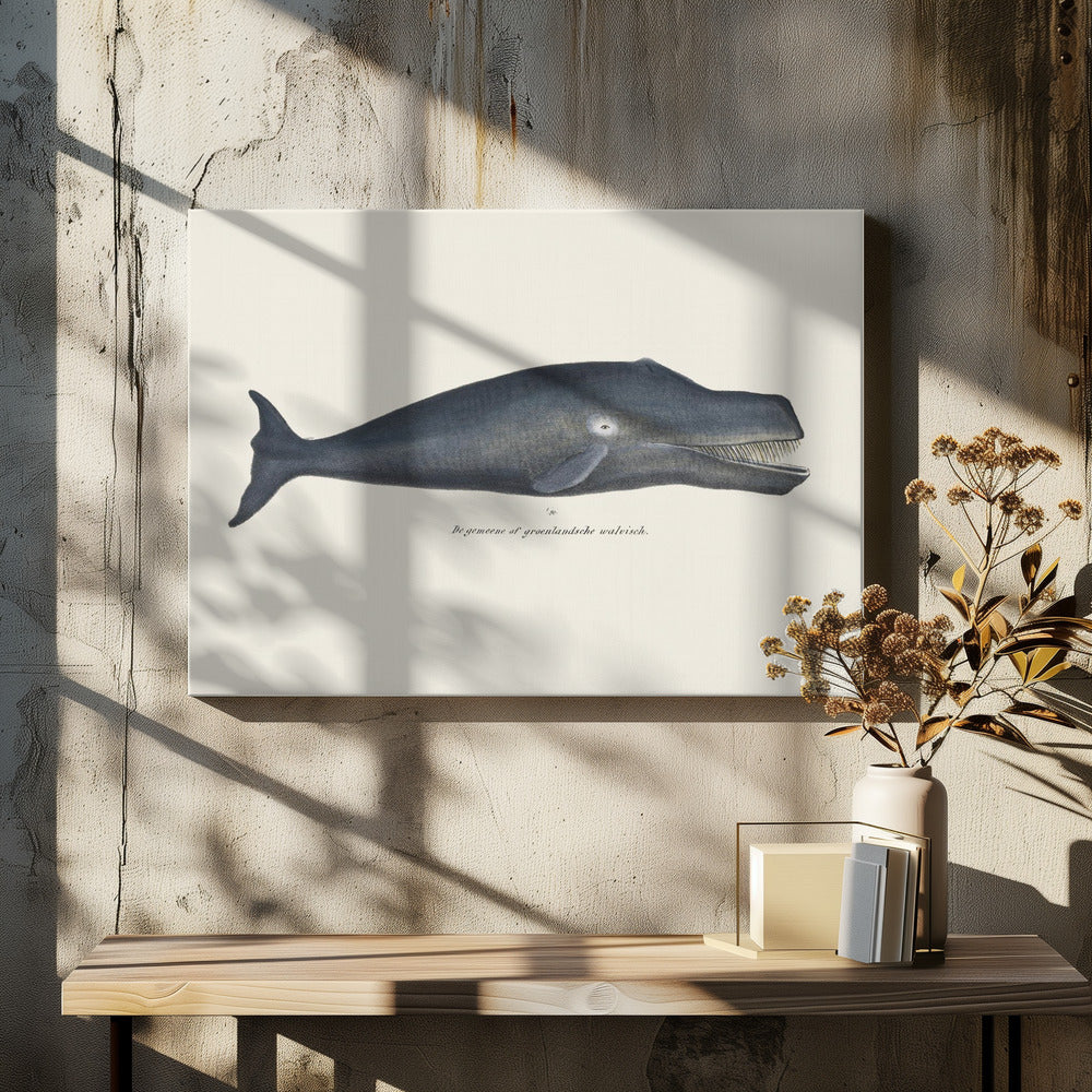 Walvis I Antieke handgekleurde zeelevenlithografie 1824 | Canvas