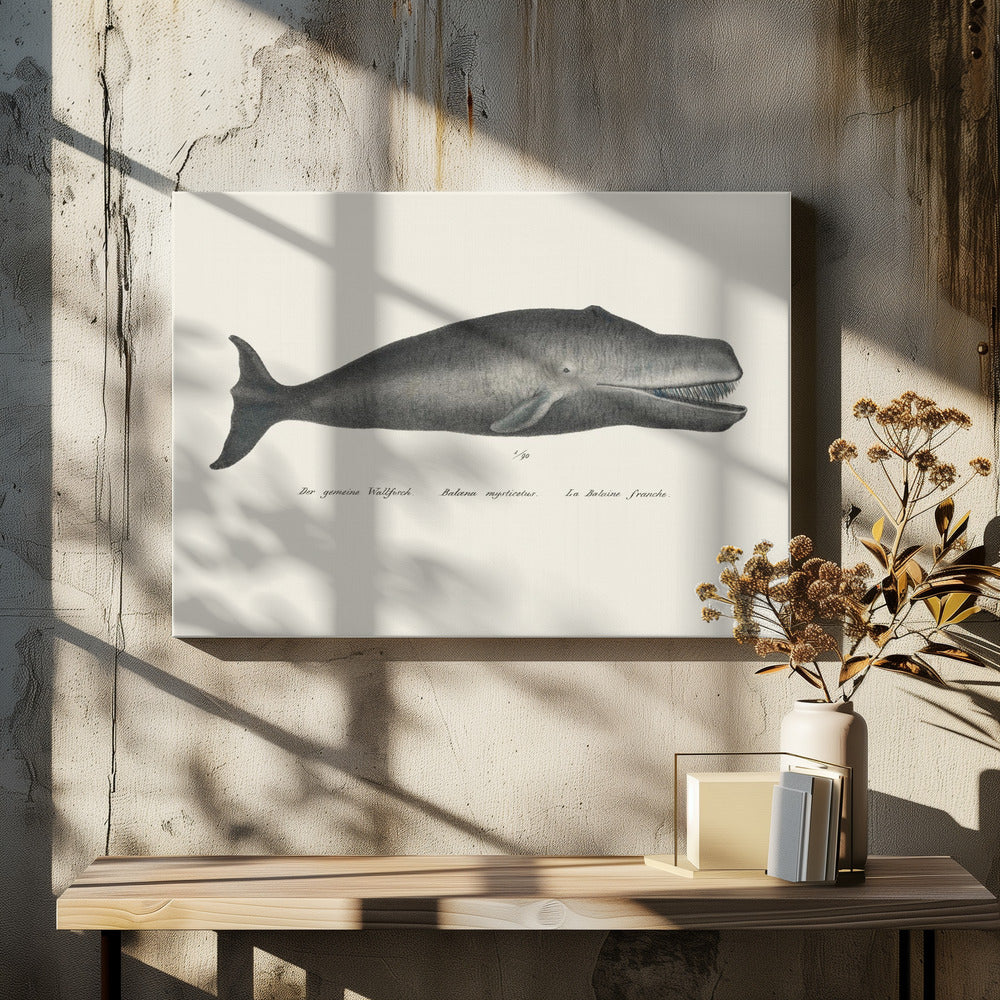 Walvis II antieke handgekleurde zeelevenlithografie 1824 | Canvas