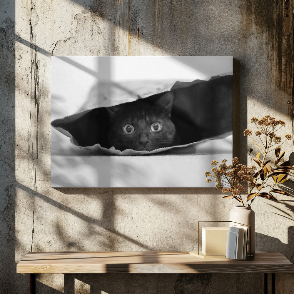 Kat in de zak | Canvas