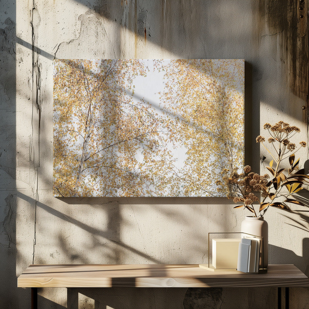 Berkenbomen | Canvas