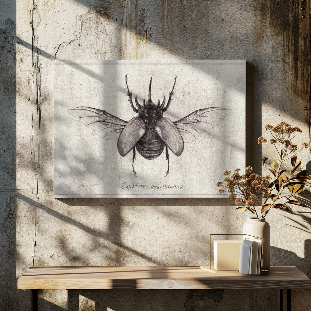 Potloodtekening van een Eupatorus Gracilicornis-kever | Canvas