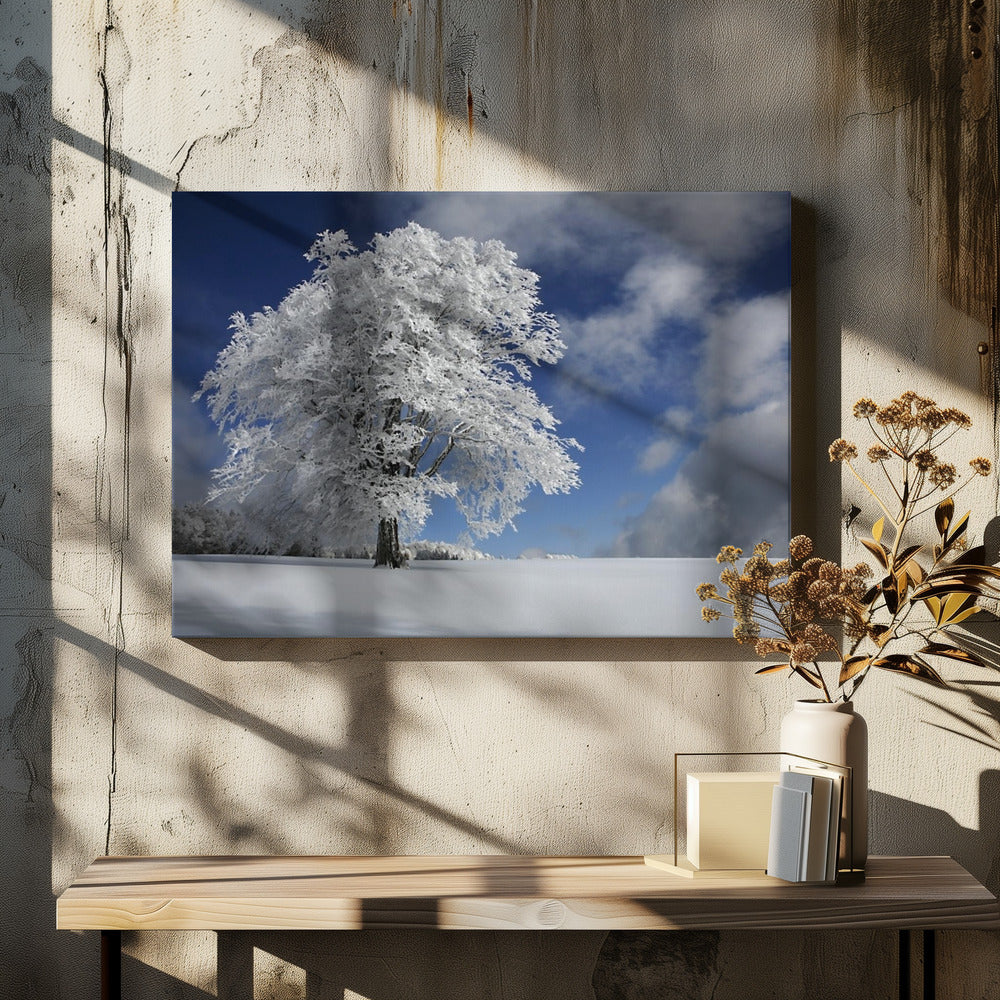 Witte Windbuche in het Zwarte Woud | Canvas