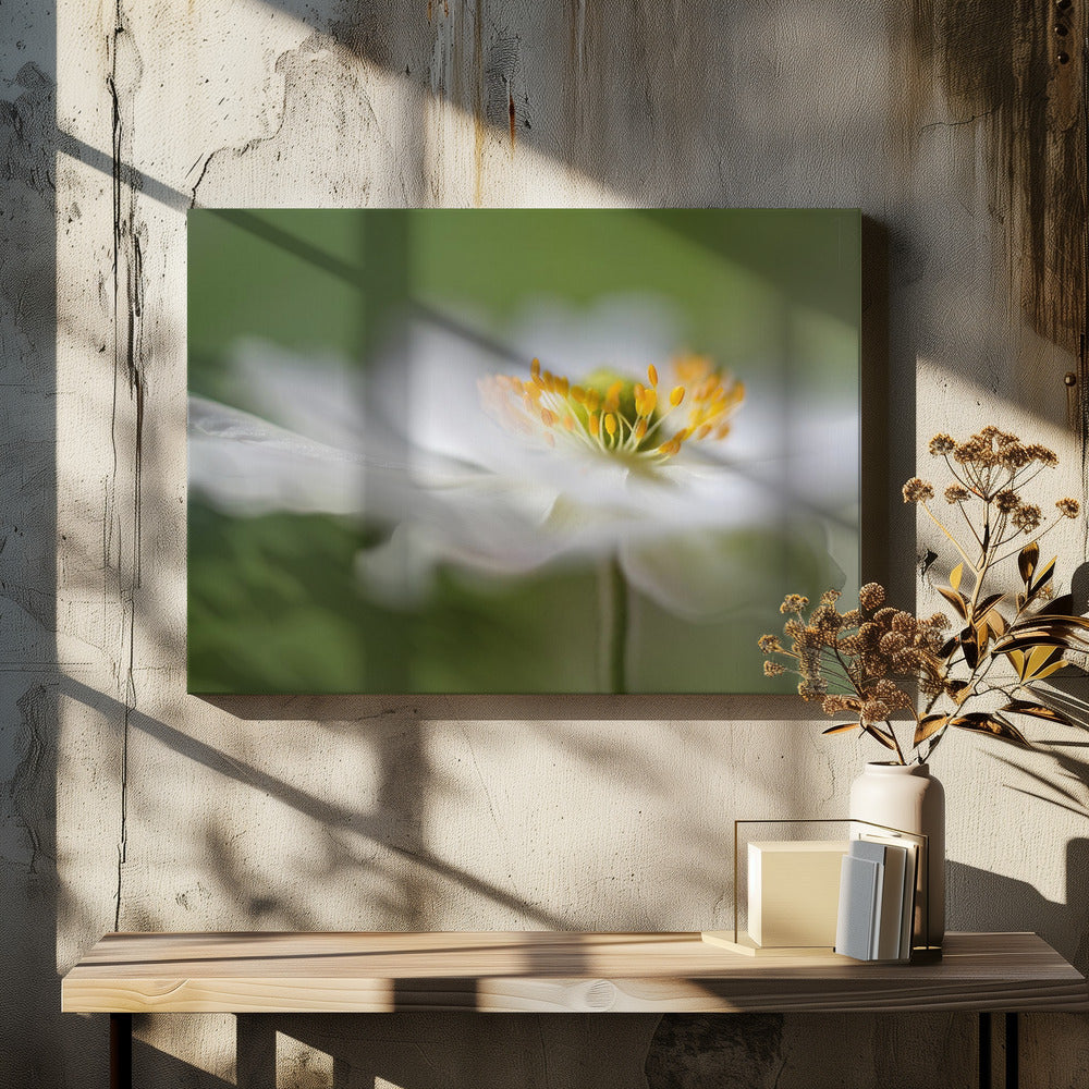 Witte anemoon | Canvas