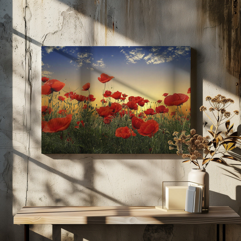 Klaprozen | Canvas