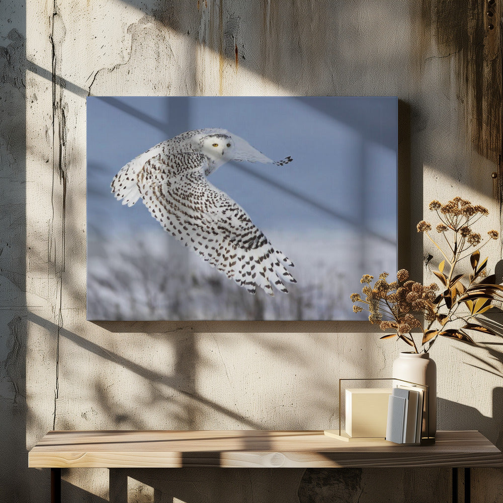 Sneeuwuil | Canvas