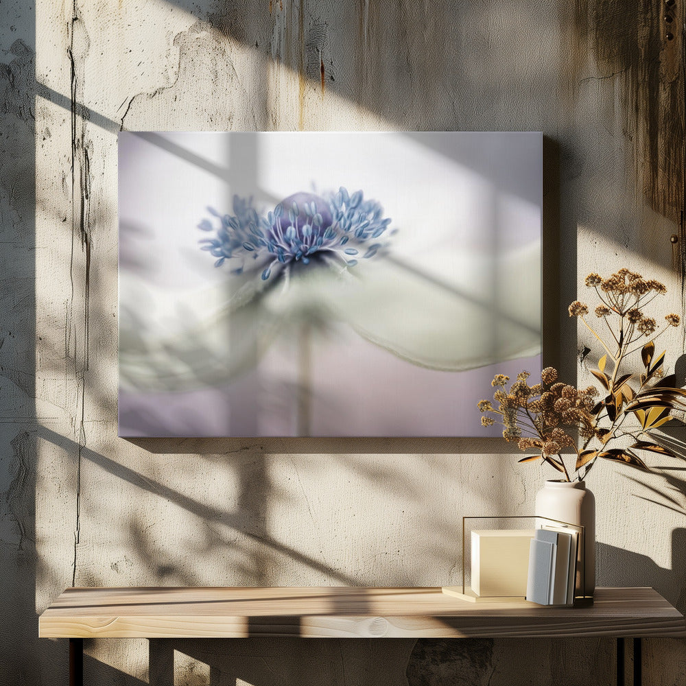 anemoon | Canvas