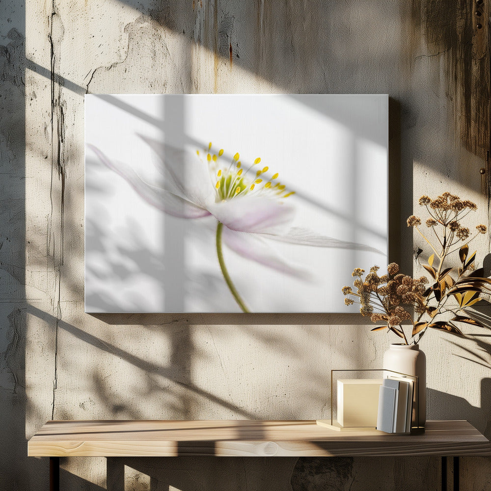 Nemorosa** | Canvas