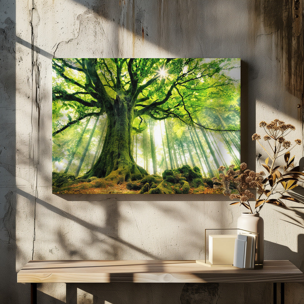 Ponthus' Beuk | Canvas