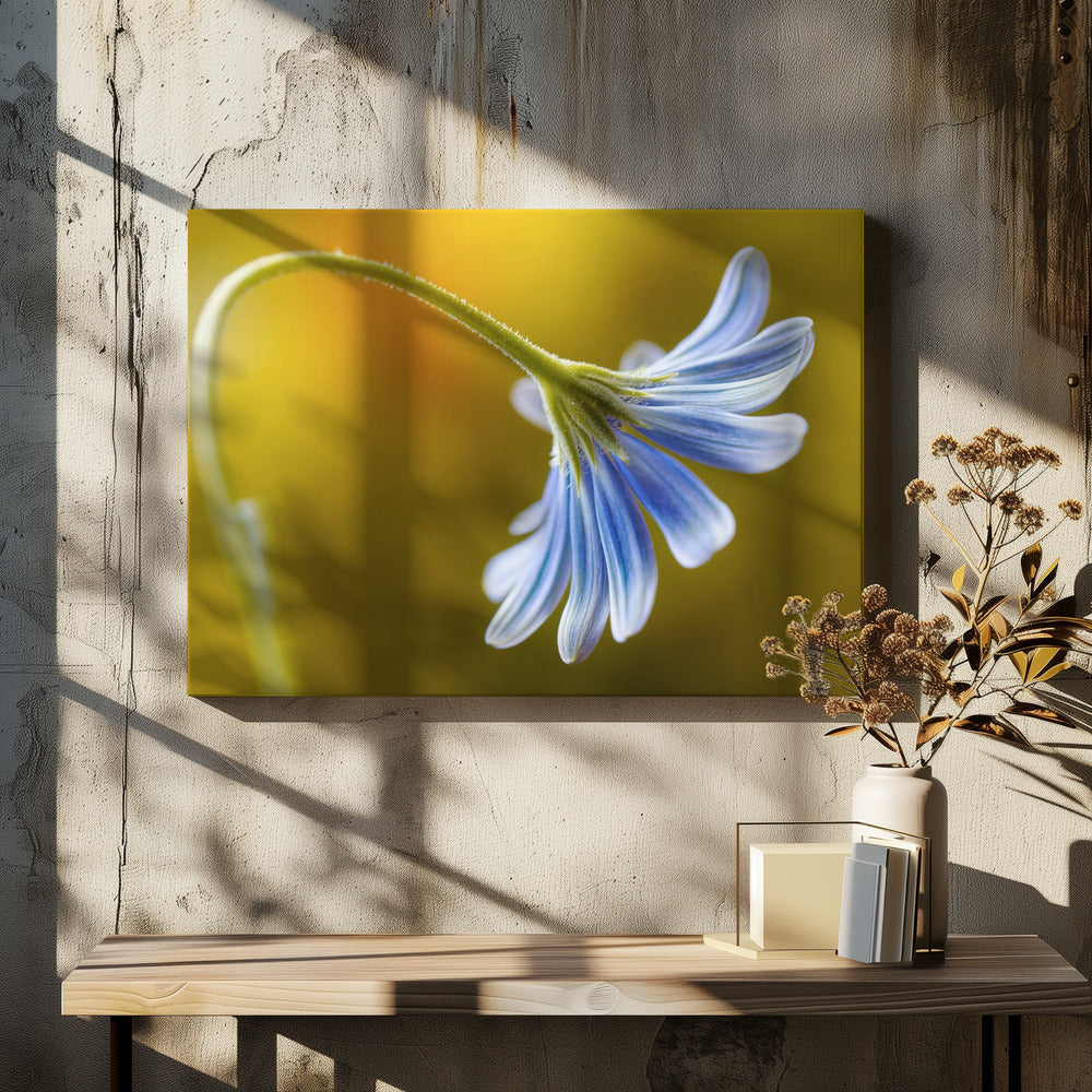 Kaapse Madelief | Canvas