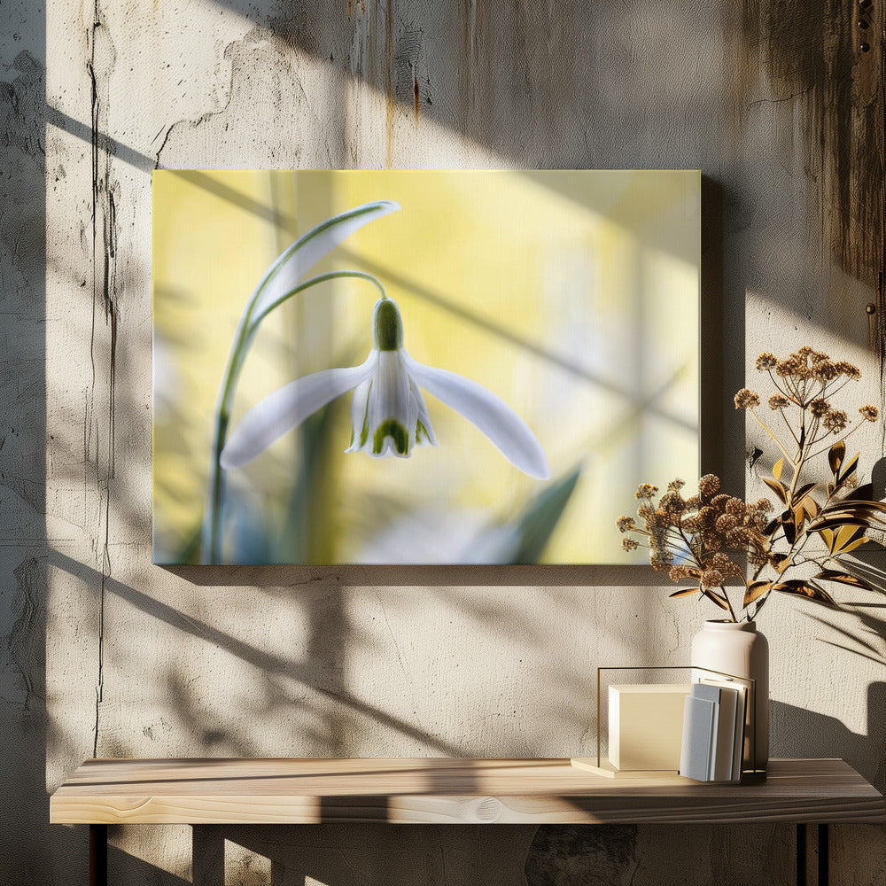 Sneeuwklokjes | Canvas