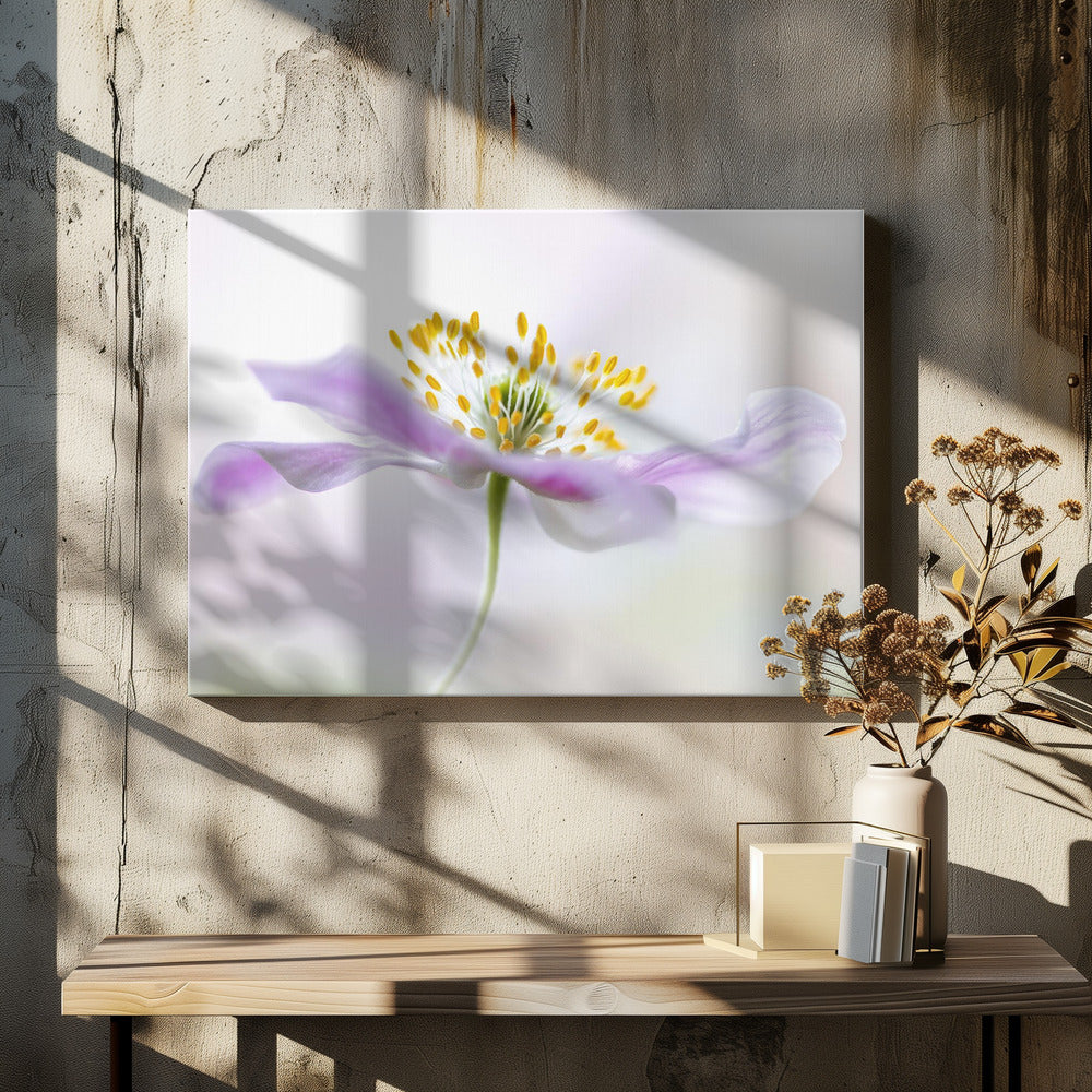 Bosanemoon | Canvas
