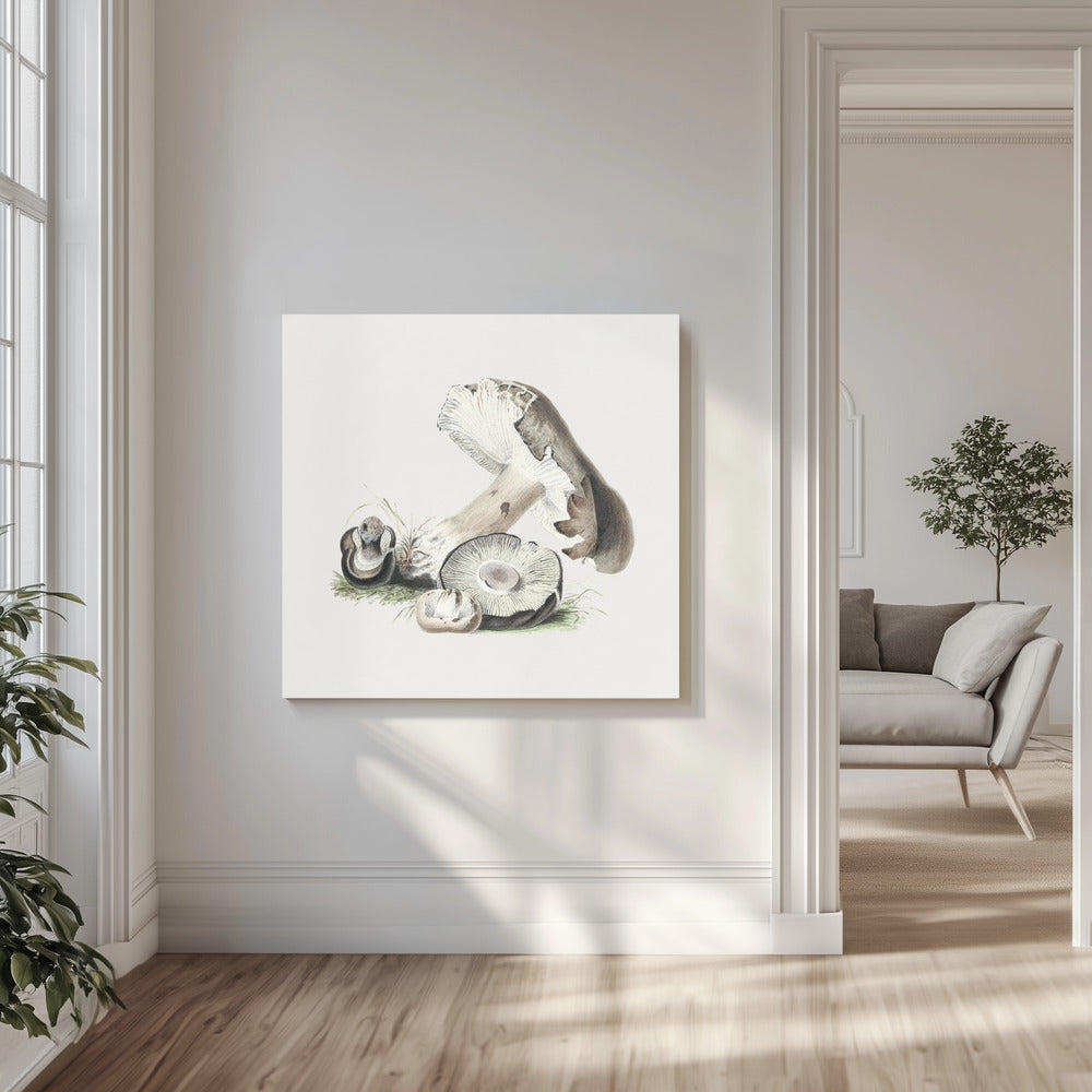 Vintage Agaricus Augustus-paddestoel | Canvas