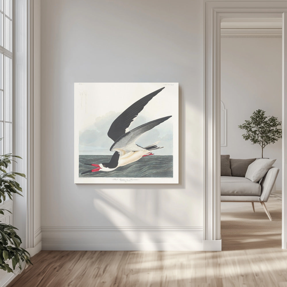 Zwarte schaarbek uit Birds of America (1827) | Canvas