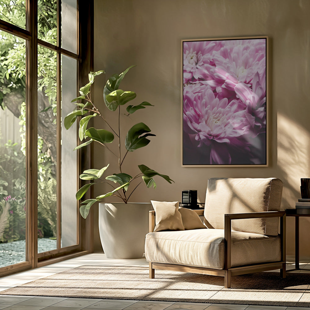Vibrant Pink Chrysanthemums Blossoms | Poster