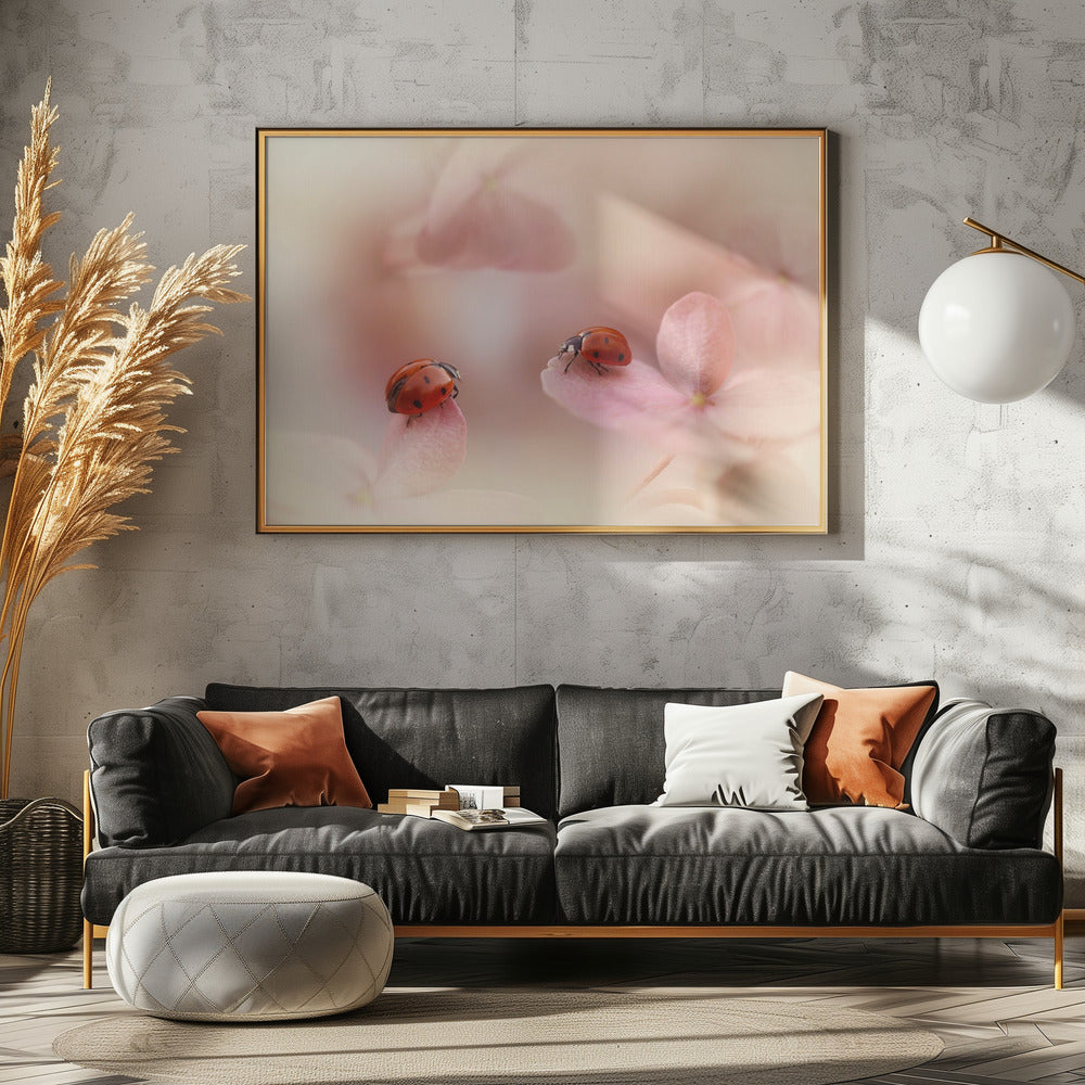 Lieveheersbeestjes op roze hortensia. | Canvas