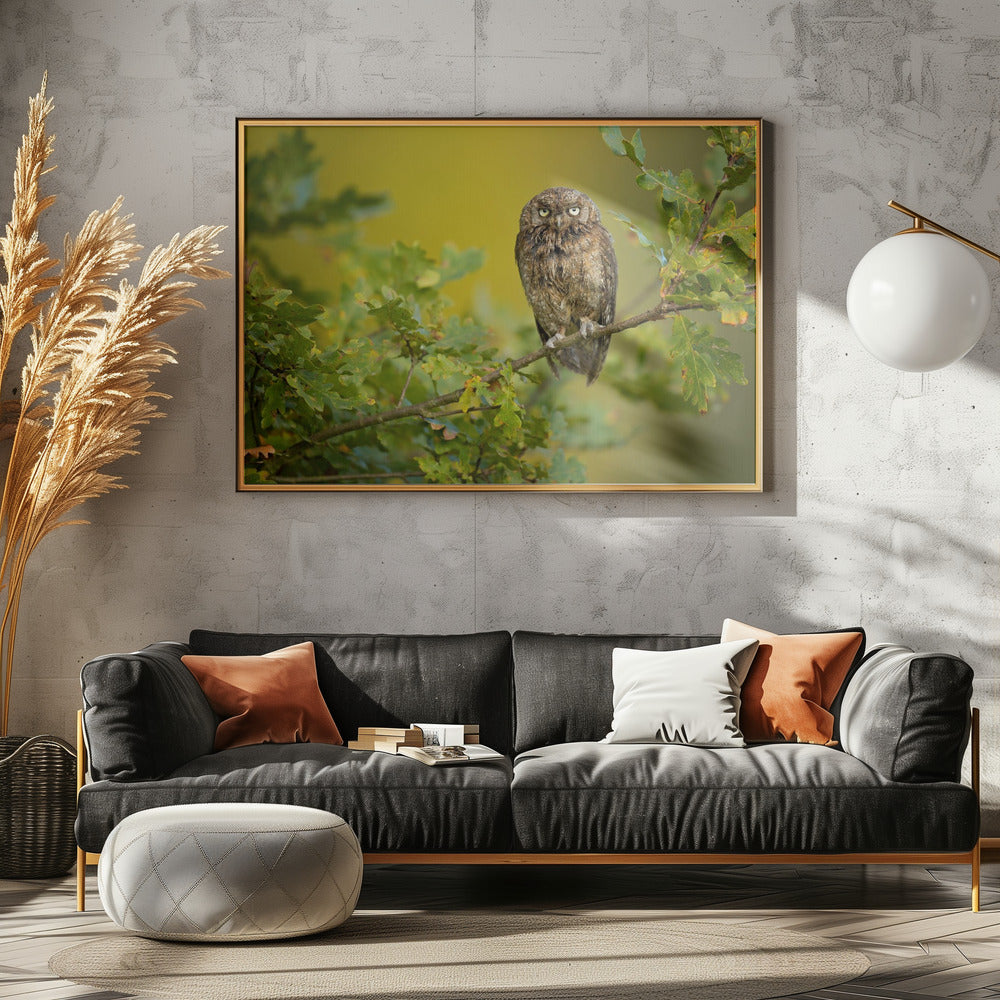 Euraziatische dwergooruil | Canvas