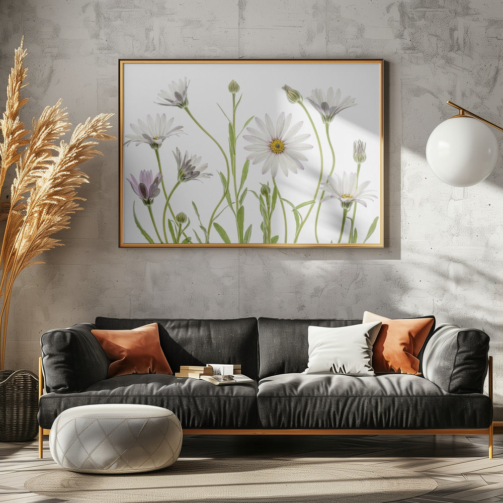 Kaapse madeliefjes | Canvas