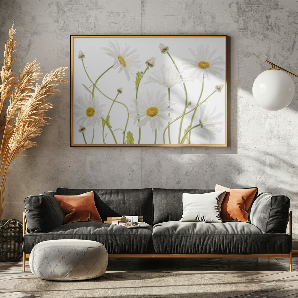 Ossenoogmadeliefjes | Canvas